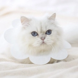 Mehki zaščitni ovratnik za živali - bela, velikost L