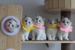 Mehek pooperativni zaščitni ovratnik za ljubljenčke – rožnat, velikost L