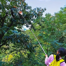 Obiralnik sadja s košarico in vrečo za teleskopsko palico