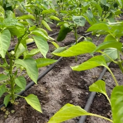 Kapljična cev 16 mm, razmak 33 cm, 100 m