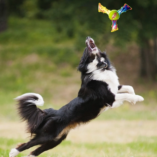 Zabavna zunanja igra in prinašanje