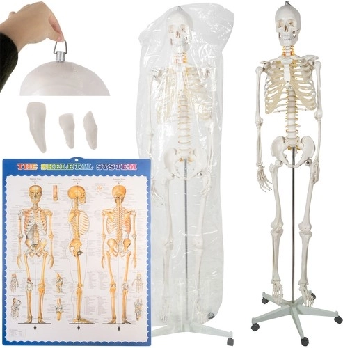 Anatomski model človeškega okostja 180 cm