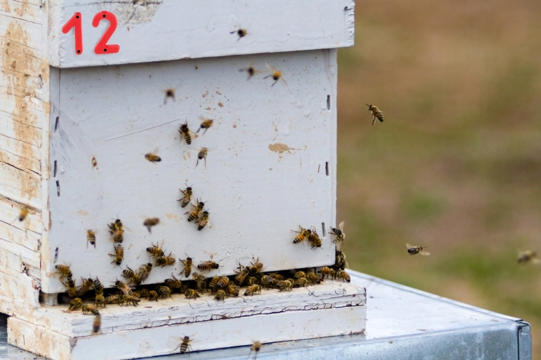 Jasna vidnost v čebelnjaku