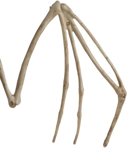 Detailed “bone” look