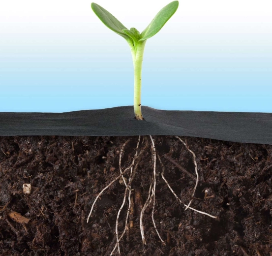 Boljše mikroklima in močnejše korenine