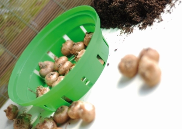 Zaščita pred škodljivci in red na gredici