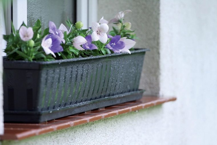 Premišljena drenaža in zdrave korenine