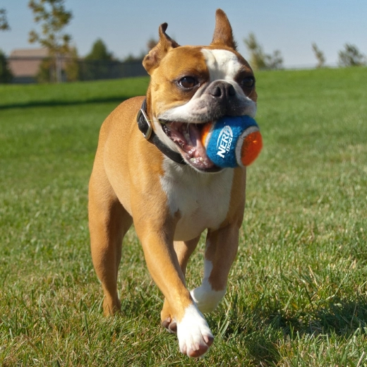 Visoka odpornost in odličen odboj