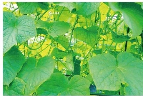 Trdna opora za zdravo rast