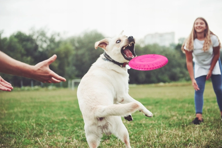 Stabilen let in enostavno lovljenje