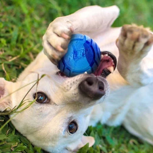 Dišava, ki vabi k igri