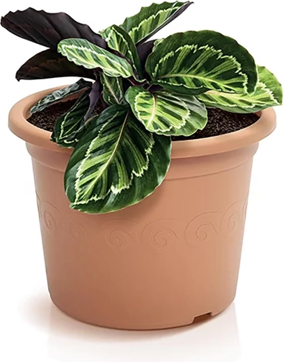 Praktična drenaža za zdrave korenine