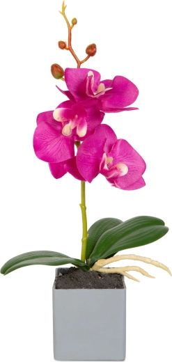 Realistic orchid appearance