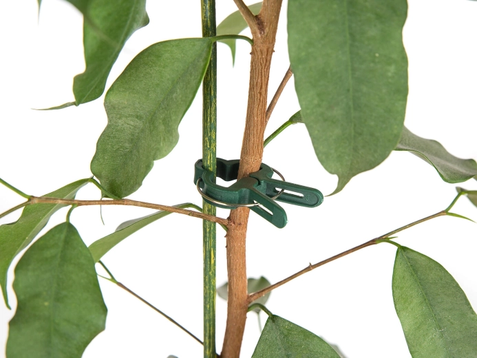 Hitro in nežno pritrjevanje stebel