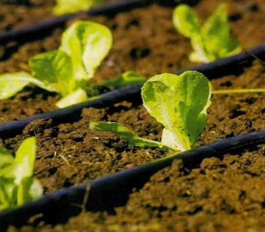 Ciljano kapljično namakanje za zdravo rast