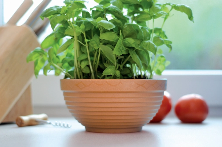 Idealna za zelišča v kuhinji