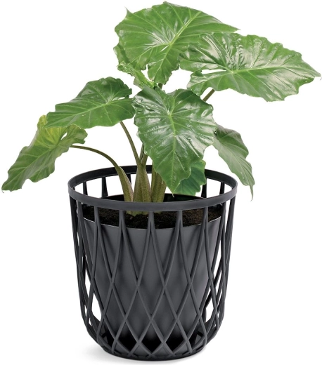 Odlična tudi kot ovitek za lončnico