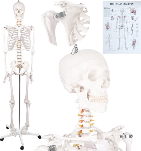Glimz Anatomical Human Skeleton 170 cm