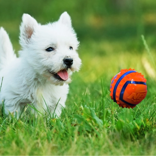 Visoka vidljivost pri igri na prostem