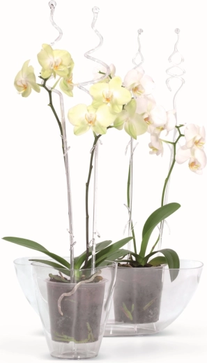 Enostaven nadzor in nega rastlin