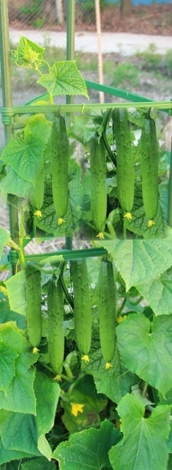 Idealno za vzpenjave poljščine