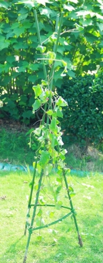 Stabilnost in prostor za rast