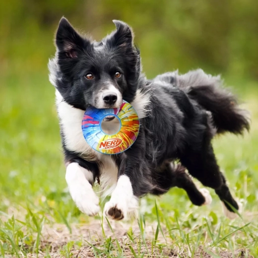 Piskalo, ki povečuje motivacijo za igro