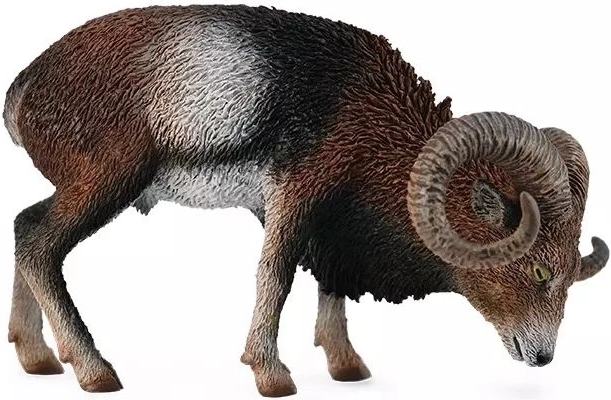 European Mouflon