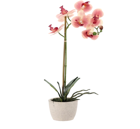 Brez vzdrževanja skozi vse leto