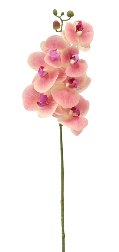 Brez vzdrževanja in vedno svež videz