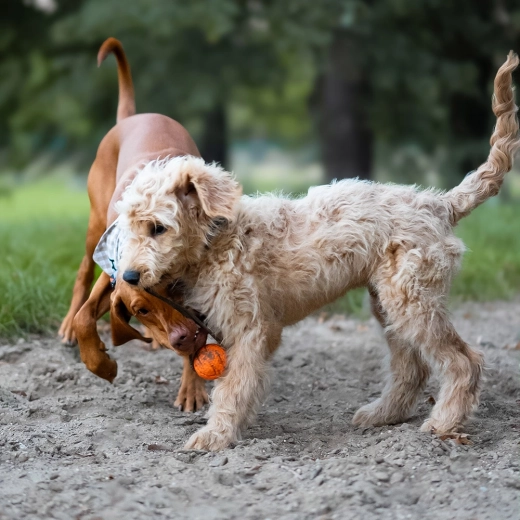 Vrv za metanje in vlečenje