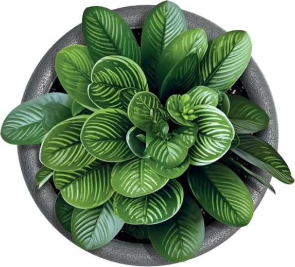 Idealen za sobne in zunanje rastline