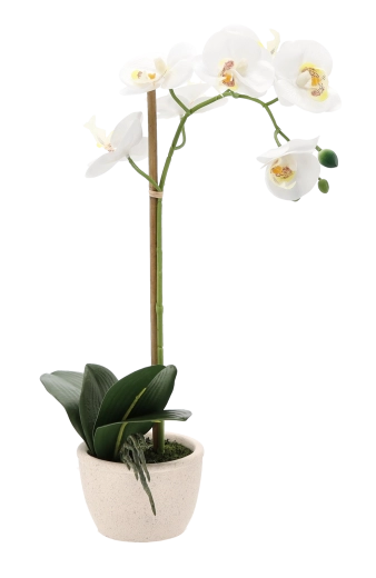 Stabilen in eleganten lonček