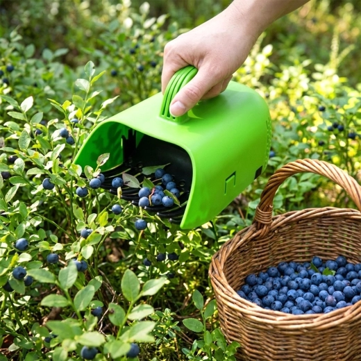 Čiste jagode brez listov in pecljev