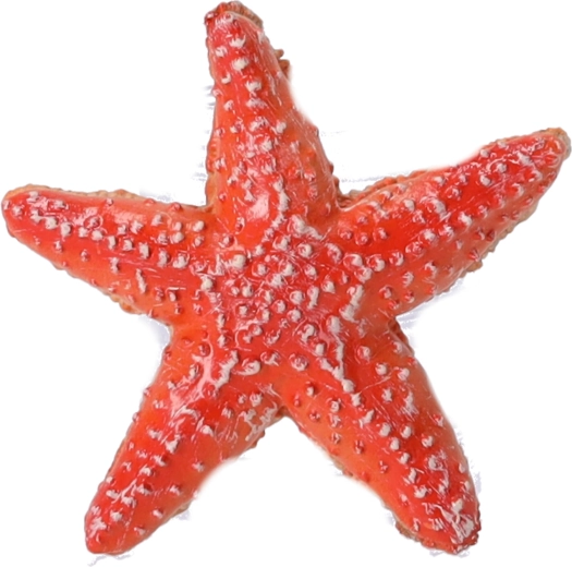 Zbirateljska figurica Morska zvezda, Papo