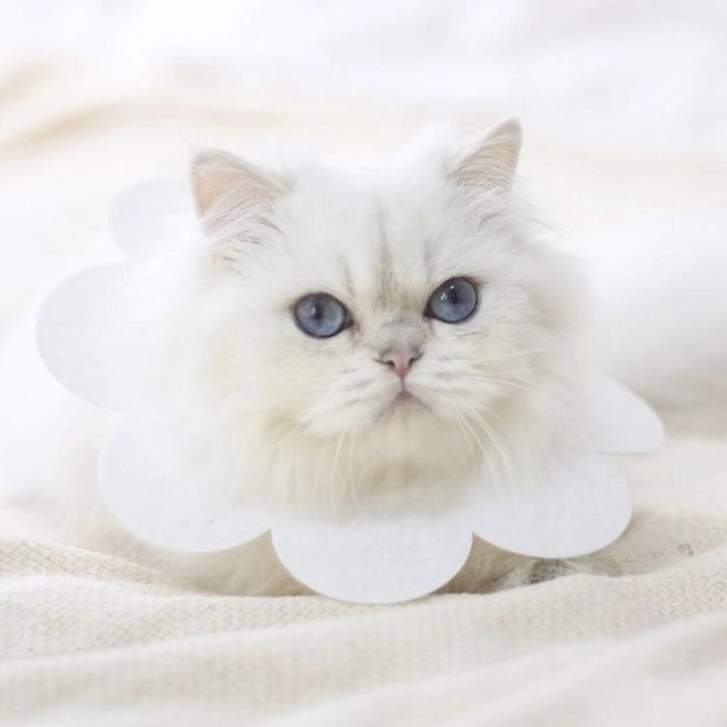 Mehki zaščitni ovratnik za živali - bela, velikost L