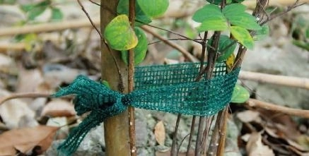 Komplet 3 trakov za privezovanje rastlin, dolžina 3 m