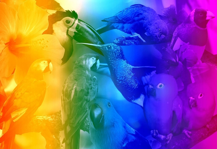 Lesene 3D sestavljanke Ptice z gradientom M - 200 koščkov