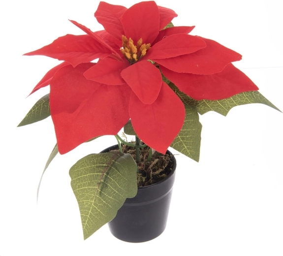Umetna božična zvezda (poinsettia) v cvetličnem lončku, rdeča 19 cm