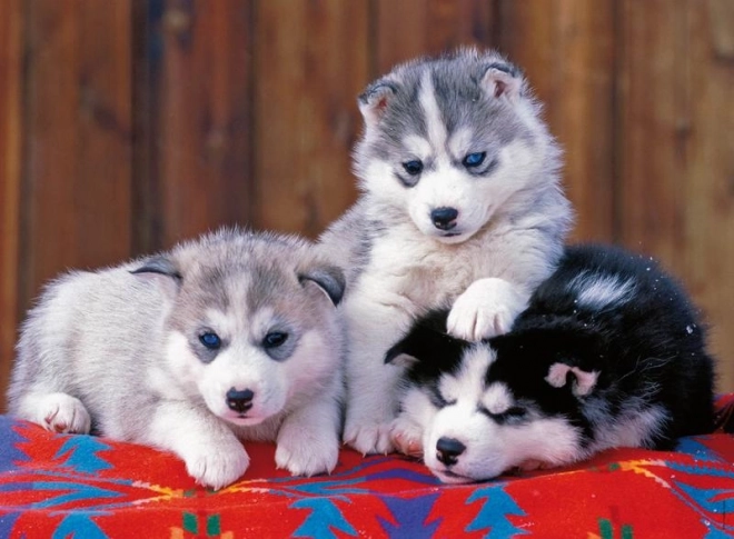 Sestavljanka Husky mladički od Ravensburger