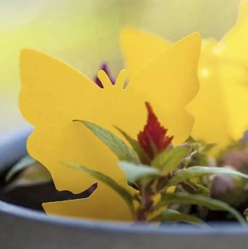 Rumene lepljive pasti za insekte 12 kosi