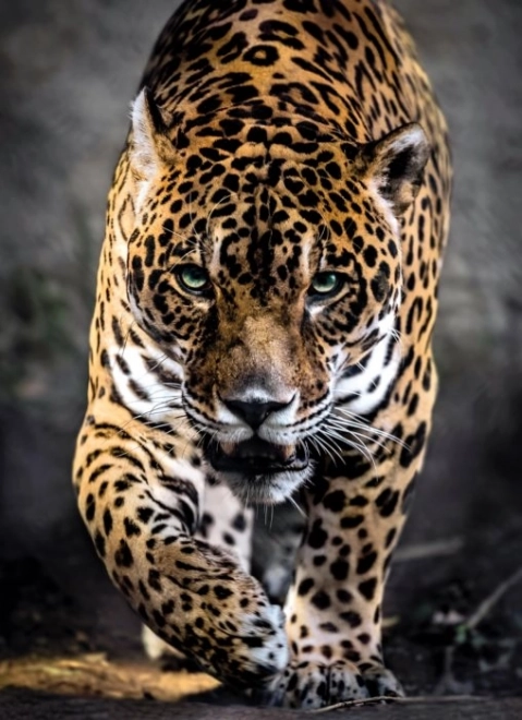 Sestavljanka 1000 kosov Jaguar