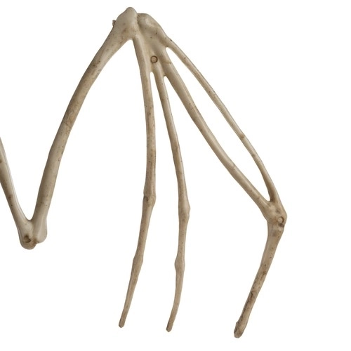 Okostje netopirja - dekoracija 30 cm Malatec
