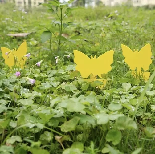Rumene lepljive pasti za insekte 12 kosi