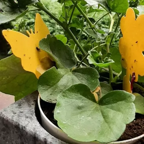 Rumene lepljive pasti za insekte 12 kosi