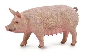 Collecta svinja