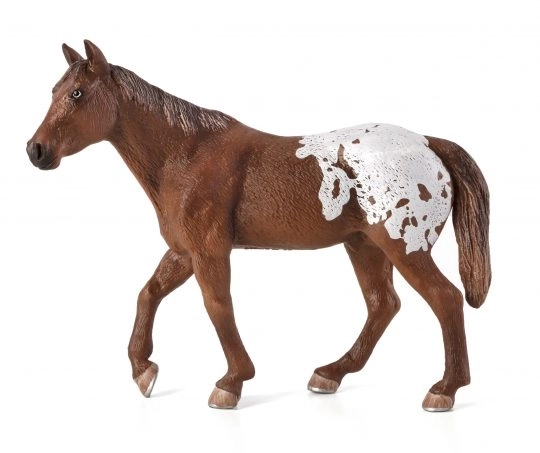 Mojo žvaužkoteja Appaloosa žrebec rjav